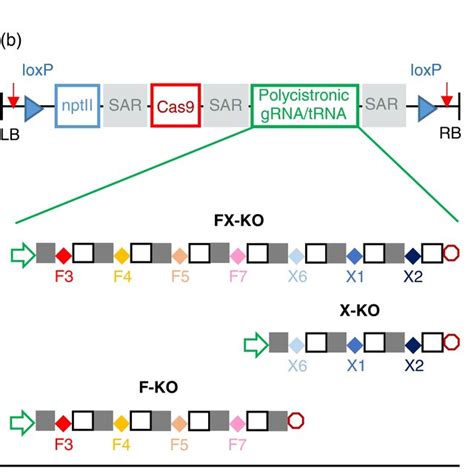 FucT 14 And XylT 1 2 Gene Structure Schematic Of Transformation