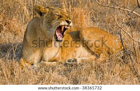 Lioness Roaring Stock Photo 38365732 : Shutterstock