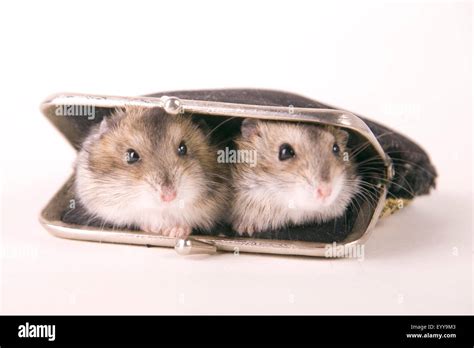 golden hamster (Mesocricetus auratus), two hamsters sitting on a purse ...