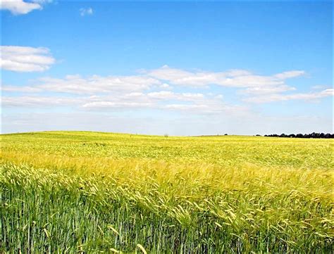 степ - Steppe | UkraineClub.net