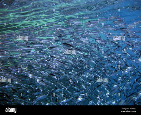 Shoal of fish Stock Photo - Alamy