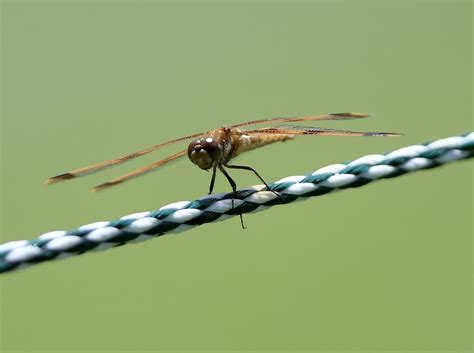 Some Female Dragonflies Fake Their Death To Avoid Unwanted Advances From Male Dragonflies And