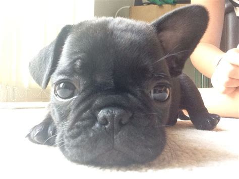 French Bulldog And Pug Mix Gimera