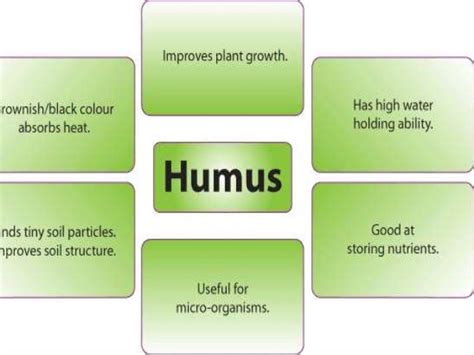 Humus Formation In Soil