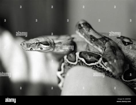 Snake, black and white Stock Photo - Alamy