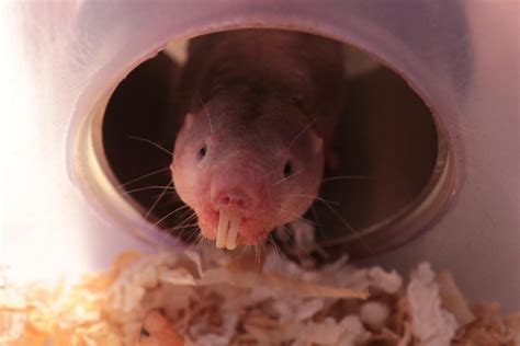 Naked Mole Rats Use Glucose Fructose Switch To Survive Suffocating