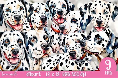 Watercolor Dalmatian Clipart Png Graphic By Tanuscharts Creative Fabrica