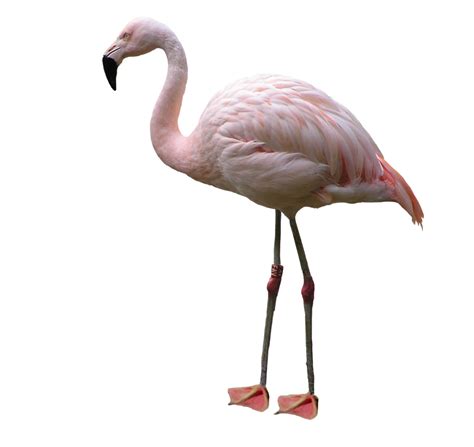 Flamingo PNG - PNG image with transparent background | Alice im