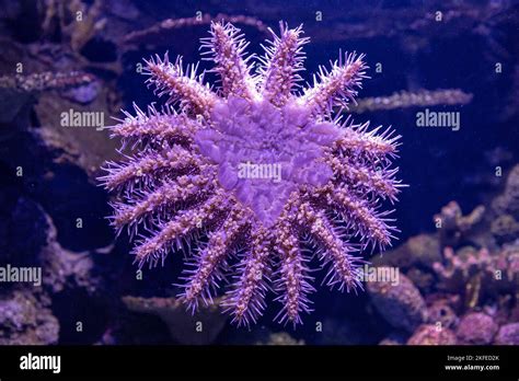 Crown Of Thorns Starfish In Aquarium Stock Photo Alamy