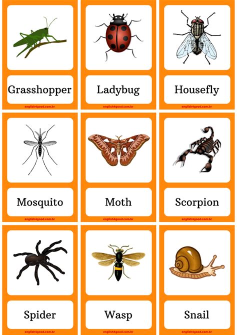 Insects Flashcards English4good Vocabulary Practice