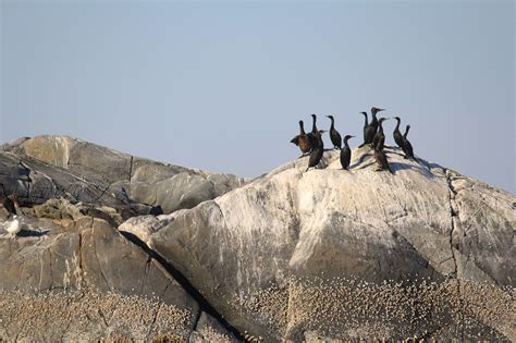 Cormorants Bird Seabird Free Photo On Pixabay Pixabay