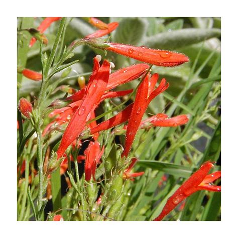 Penstemon Pinifolius Zone Plants Forestfarm