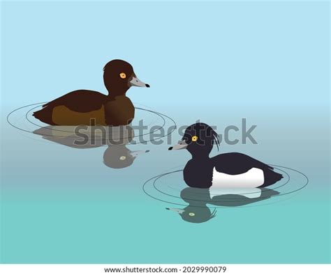 Tufted Duck Aythya Fuligula Over 15 Royalty Free Licensable Stock