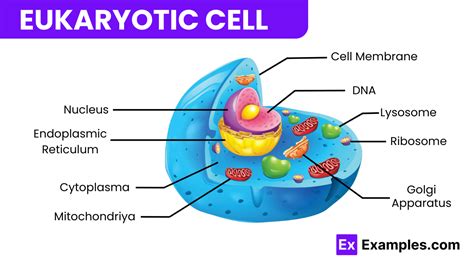 Eukaryotic Cell - Definition, Characteristics, Structure, Examples