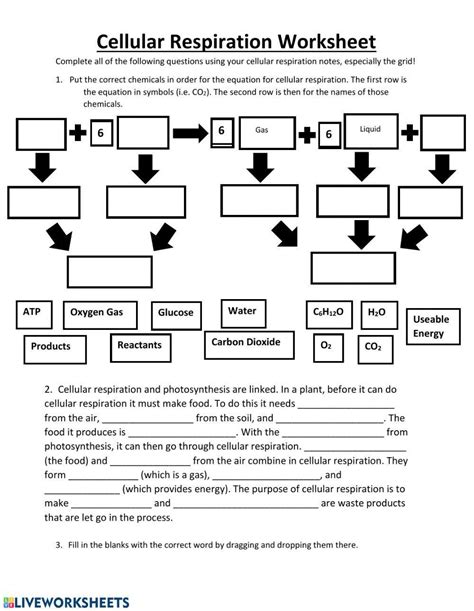 Cellular Respiration Practice Worksheet Live Worksheets Worksheets