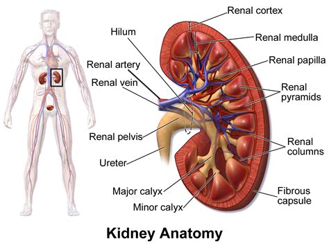 kidney blood flow path