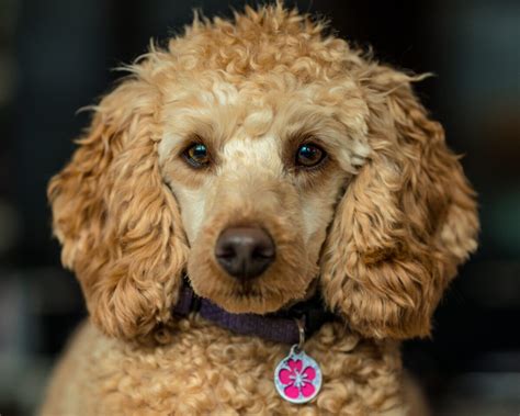 7 Best Dog Weight Loss Supplements For Poodles