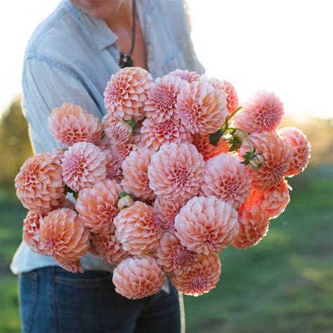 Dahlia Peaches N Cream Floret Flower Farm