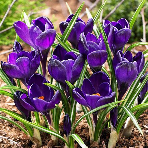 Gro Bl Tiges Krokusse Crocus Negro Boy St Preise Und Meinungen