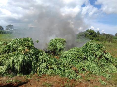 Destruyen 56 Mil Plantas De Mariguana En Tequila Grupo Milenio