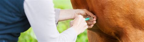 Influenza Vorbeugung Boehringer Ingelheim Vetmedica