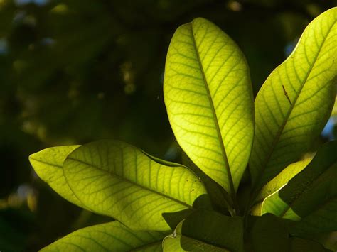 12 nombres de árboles de hoja perenne