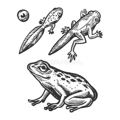 Tadpole Stock Illustrations 1154 Tadpole Stock Illustrations