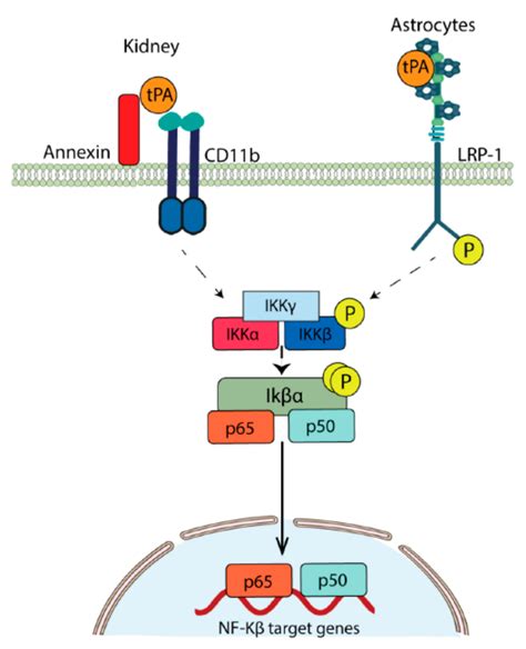 Ijms Free Full Text Plasminogen Activators In Neurovascular And