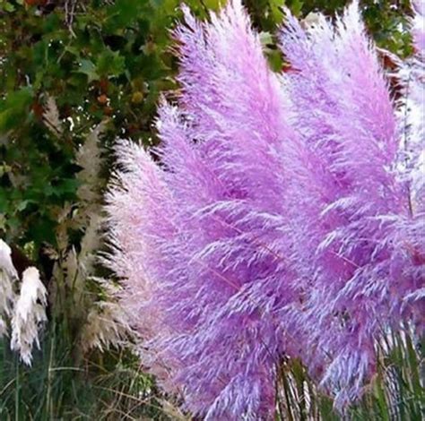 Pampas Grass Seed Patio And Garden Potted Ornamental Plants New Flowers