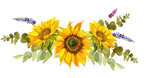 Yellow Sunflower, Watercolor on a White Background. Sunshine, Sunny ...