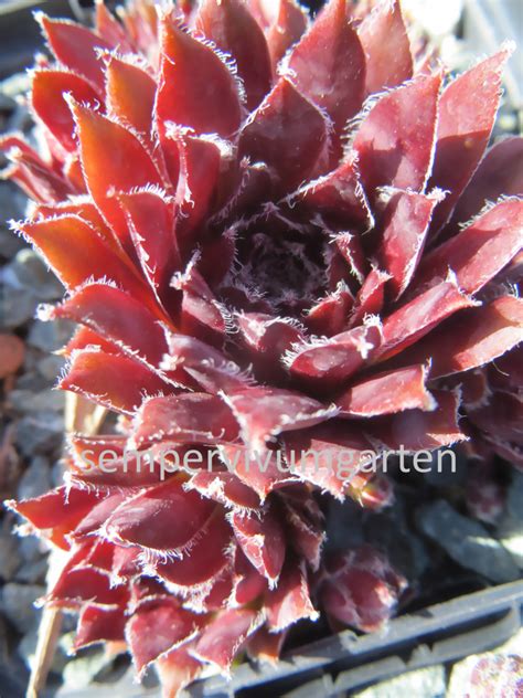 Sempervivum Midnight Star Hauswurz Sempervivumgarten