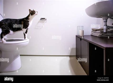 Cat Wc Hi Res Stock Photography And Images Alamy