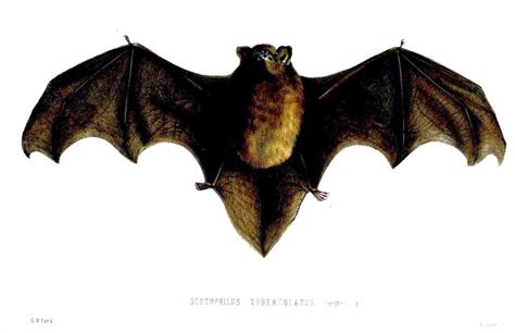 New Zealand Long Tailed Bat Wikipedia The Free Encyclopedia Bat