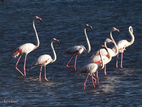 Flamenco común Phoenicopterus roseus Naturaleza Para Todos