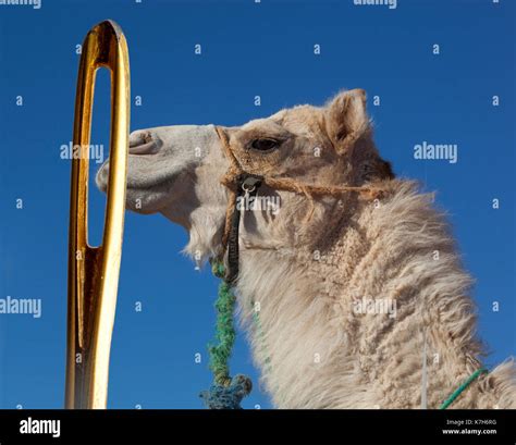 Camel Eyelids