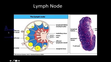 Immunology Primary And Secondary Lymphoid Tissue Youtube