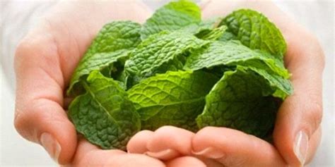 9 Khasiat Daun Mint Untuk Kesehatan Tubuh Bantu Atasi Alergi Hingga