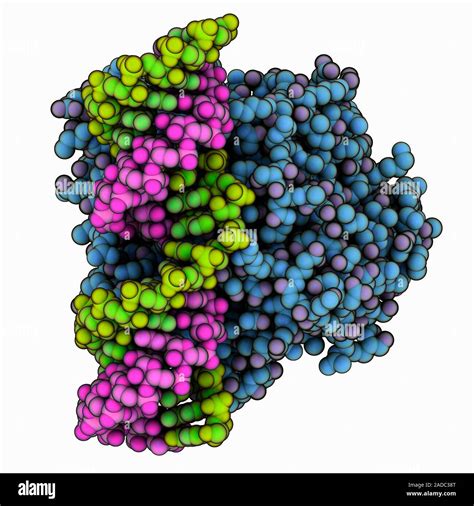 Adenosine deaminase RNA (ribonucleic acid) complex. Computer model ...
