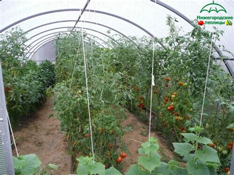 Изготовление, продажа, установка теплиц в Нижнем Новгороде и области ...