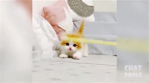 Best Funny Cats Compilation 2019 Cute And Funny Cats To Make You