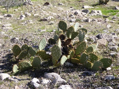 Opuntia Dulcis Oblog