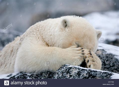 Rf Ours Polaire Ursus Maritimus Avec Pattes Couvrant Les Yeux