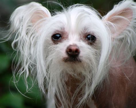 Chinese Crested Breed Guide - Learn about the Chinese Crested.