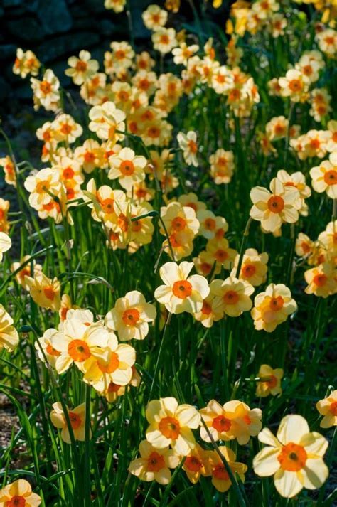 Daffodil Bulbs Item Kedron For Sale Colorblends