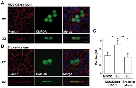 Morphological Changes Of Src Transformed Cells That Are Surrounded By