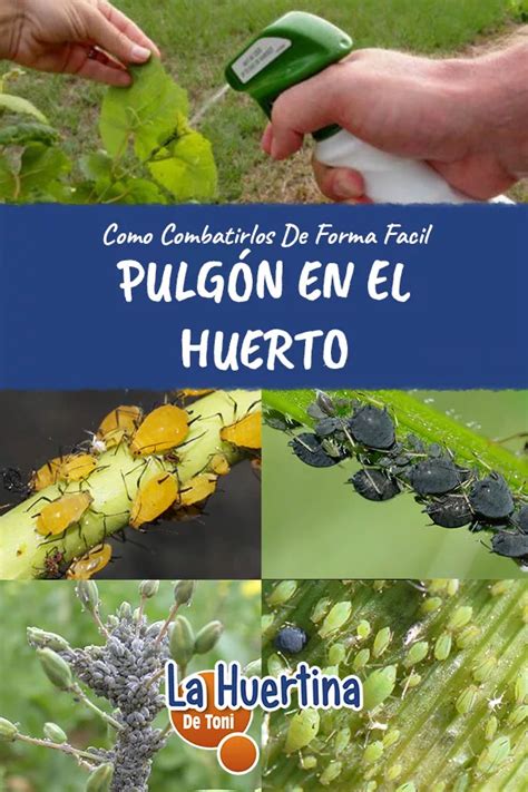 Conoce Y Combate El Pulgón En Tus Plantas O Huerto La Huertina De Toni Green Art Go Green