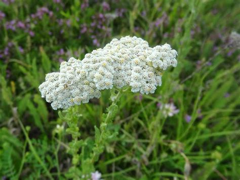 Бял равнец Achillea Millefolium - невероятна билка