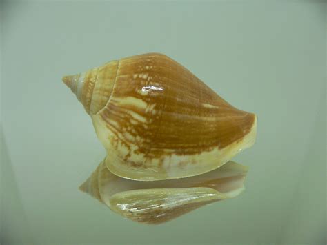 Strombus canarium на sea shells ru Морские ракушки