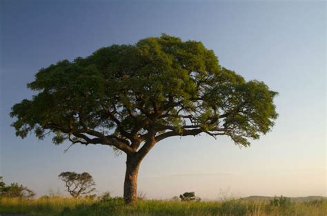 Marula - Fascinating Africa