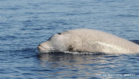 Chouage En Masse De Ziphius Dans Le Sanctuaire Pelagos Au Moment De